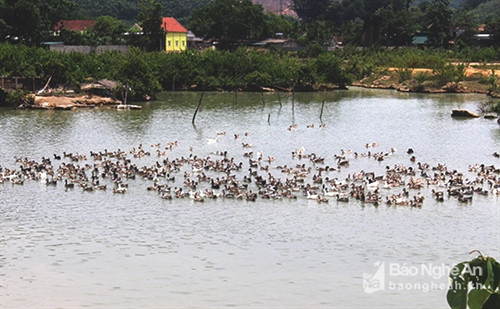 "Trứ danh" vịt bầu Quỳ đẻ ra vàng ảnh 1