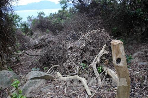 Một góc rừng bị chặt phá trên bán đảo Sơn Trà. Ảnh: Trần Lê Lâm – TTXVN Một góc rừng bị chặt phá trên bán đảo Sơn Trà. Ảnh: Trần Lê Lâm – TTXVN