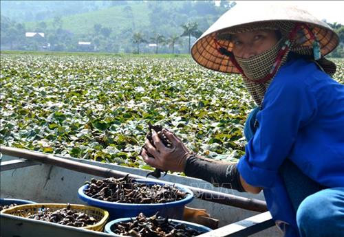 Sau khi thu hoạch ấu sẽ được đưa vào bờ để bán cho thương lái và khách du lịch. Ảnh: Hoa Mai - TTXVN
