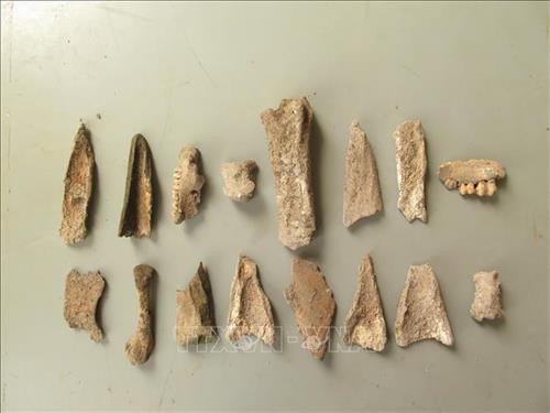 Toàn bộ di vật xương động vật được tìm thấy. Ảnh: Vũ Hoàng Giang – TTXVN