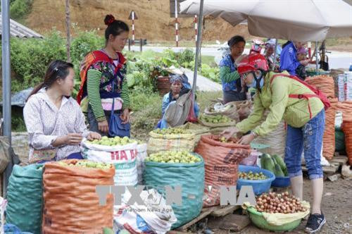 Người dân mua quả táo mèo trên đèo Pha Đin. Ảnh: Xuân Tư – TTXVN Người dân mua quả táo mèo trên đèo Pha Đin. Ảnh: Xuân Tư – TTXVN