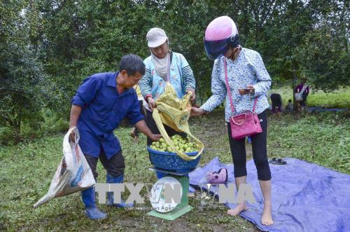 Cân táo mèo để bán cho thương lái. Ảnh: Xuân Tư – TTXVN Cân táo mèo để bán cho thương lái. Ảnh: Xuân Tư – TTXVN