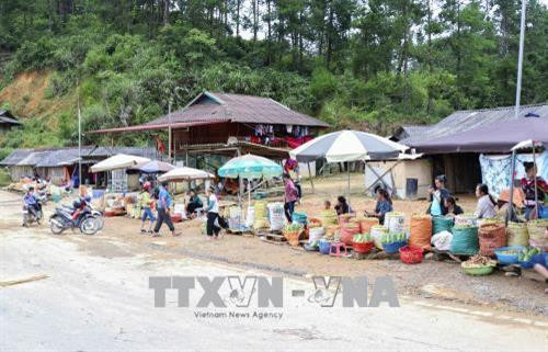 Quả táo mèo được bày bán ven đường Quốc lộ 279 trên đèo Pha Đin. Ảnh: Xuân Tư – TTXVN Quả táo mèo được bày bán ven đường Quốc lộ 279 trên đèo Pha Đin. Ảnh: Xuân Tư – TTXVN
