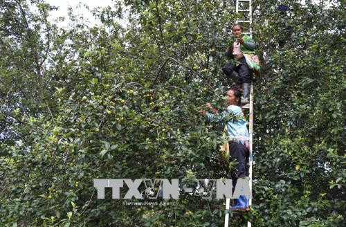 Thu hoạch táo mèo ở xã Tỏa Tình. Ảnh: Xuân Tư – TTXVN Thu hoạch táo mèo ở xã Tỏa Tình. Ảnh: Xuân Tư – TTXVN