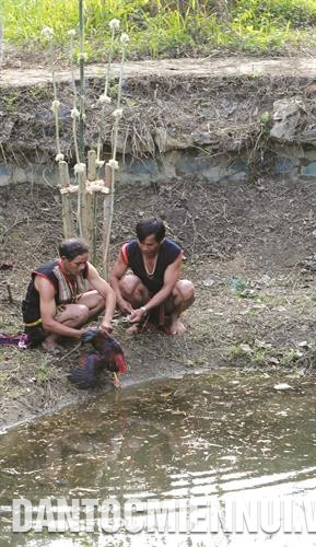 Lễ vật cúng tế ngoài bờ suối là một con gà trống được cột vào cây nêu. Ảnh: Như Nguyễn Lễ vật cúng tế ngoài bờ suối là một con gà trống được cột vào cây nêu. Ảnh: Như Nguyễn