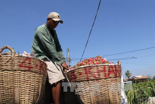 Thu mua thanh long tại xã Thanh Phú Long, huyện Châu Thành (Long An). Ảnh: Bùi Như Trường Giang - TTXVN