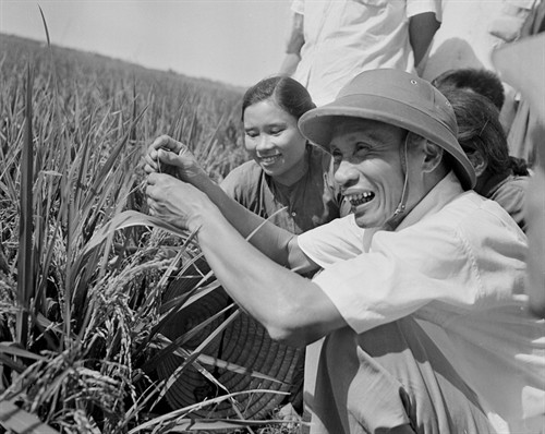 Thủ tướng Phạm Văn Đồng thị sát ruộng lúa năng suất cao của nhân dân xã Hải Anh, huyện Hải Châu, tỉnh Nam Hà (6/1969). Ảnh: Đức Như- TTXVN