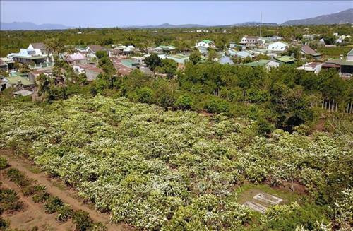 Cách trung tâm Gia Lai khoảng 30 km về hướng đông bắc, thuộc địa phận huyện Chư Pah mỗi mùa núi lửa Chư Đăng Ya mang một sắc màu riêng. Ảnh: Thành Đạt – TTXVN Biển Hồ, thắng cảnh du lịch nổi tiếng của thành phố Pleiku, tỉnh Gia Lai. Ảnh: Thành Đạt – TTXVN Vẻ đẹp hùng vĩ của núi rừng Gia Lai. Ảnh: Thành Đạt – TTXVN Hoa cà phê trắng muốt có mùi hương ngọt ngào. Ảnh: Thành Đạt – TTXVN Rừng hoa cà phê trắng muốt trải dài trên phố núi Pleiku. Ảnh: Thành Đạt – TTXVN Quảng trường Đại Đoàn Kết - công trình được mệnh danh là trái tim Pleiku. Ảnh: Thành Đạt – TTXVN Văn hóa cồng chiêng di sản không thể thiếu ở Gia Lai. Ảnh: Thành Đạt – TTXVN Vẻ đẹp hùng vĩ của núi rừng Gia Lai với hình ảnh nhà rông và núi lửa Chư Đăng Ya. Ảnh: Thành Đạt - TTXVN Cách trung tâm Gia Lai khoảng 30 km về hướng đông bắc, thuộc địa phận huyện Chư Pah mỗi mùa núi lửa Chư Đăng Ya mang một sắc màu riêng. Ảnh: Thành Đạt – TTXVN Biển Hồ, thắng cảnh du lịch nổi tiếng của thành phố Pleiku, tỉnh Gia Lai. Ảnh: Thành Đạt – TTXVN Vẻ đẹp hùng vĩ của núi rừng Gia Lai. Ảnh: Thành Đạt – TTXVN Hoa cà phê trắng muốt có mùi hương ngọt ngào. Ảnh: Thành Đạt – TTXVN Rừng hoa cà phê trắng muốt trải dài trên phố núi Pleiku. Ảnh: Thành Đạt – TTXVN Quảng trường Đại Đoàn Kết - công trình được mệnh danh là trái tim Pleiku. Ảnh: Thành Đạt – TTXVN Văn hóa cồng chiêng di sản không thể thiếu ở Gia Lai. Ảnh: Thành Đạt – TTXVN Vẻ đẹp hùng vĩ của núi rừng Gia Lai với hình ảnh nhà rông và núi lửa Chư Đăng Ya. Ảnh: Thành Đạt - TTXVN