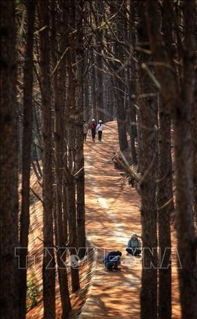 Vẻ đẹp hàng thông tại khu vực biển hồ Pleiku. Ảnh: Thành Đạt – TTXVN Hệ thống giao thông nhiều dốc, uốn lượn bám theo địa hình tự nhiên tạo nên 1 vẻ đẹp rất riêng của phố núi Pleiku. Ảnh: Thành Đạt – TTXVN Vẻ đẹp hàng thông tại khu vực biển hồ Pleiku. Ảnh: Thành Đạt – TTXVN Hệ thống giao thông nhiều dốc, uốn lượn bám theo địa hình tự nhiên tạo nên 1 vẻ đẹp rất riêng của phố núi Pleiku. Ảnh: Thành Đạt – TTXVN