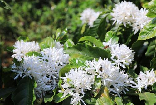 Cách trung tâm Gia Lai khoảng 30 km về hướng đông bắc, thuộc địa phận huyện Chư Pah mỗi mùa núi lửa Chư Đăng Ya mang một sắc màu riêng. Ảnh: Thành Đạt – TTXVN Biển Hồ, thắng cảnh du lịch nổi tiếng của thành phố Pleiku, tỉnh Gia Lai. Ảnh: Thành Đạt – TTXVN Vẻ đẹp hùng vĩ của núi rừng Gia Lai. Ảnh: Thành Đạt – TTXVN Hoa cà phê trắng muốt có mùi hương ngọt ngào. Ảnh: Thành Đạt – TTXVN Rừng hoa cà phê trắng muốt trải dài trên phố núi Pleiku. Ảnh: Thành Đạt – TTXVN Quảng trường Đại Đoàn Kết - công trình được mệnh danh là trái tim Pleiku. Ảnh: Thành Đạt – TTXVN Văn hóa cồng chiêng di sản không thể thiếu ở Gia Lai. Ảnh: Thành Đạt – TTXVN Vẻ đẹp hùng vĩ của núi rừng Gia Lai với hình ảnh nhà rông và núi lửa Chư Đăng Ya. Ảnh: Thành Đạt - TTXVN Cách trung tâm Gia Lai khoảng 30 km về hướng đông bắc, thuộc địa phận huyện Chư Pah mỗi mùa núi lửa Chư Đăng Ya mang một sắc màu riêng. Ảnh: Thành Đạt – TTXVN Biển Hồ, thắng cảnh du lịch nổi tiếng của thành phố Pleiku, tỉnh Gia Lai. Ảnh: Thành Đạt – TTXVN Vẻ đẹp hùng vĩ của núi rừng Gia Lai. Ảnh: Thành Đạt – TTXVN Hoa cà phê trắng muốt có mùi hương ngọt ngào. Ảnh: Thành Đạt – TTXVN Rừng hoa cà phê trắng muốt trải dài trên phố núi Pleiku. Ảnh: Thành Đạt – TTXVN Quảng trường Đại Đoàn Kết - công trình được mệnh danh là trái tim Pleiku. Ảnh: Thành Đạt – TTXVN Văn hóa cồng chiêng di sản không thể thiếu ở Gia Lai. Ảnh: Thành Đạt – TTXVN Vẻ đẹp hùng vĩ của núi rừng Gia Lai với hình ảnh nhà rông và núi lửa Chư Đăng Ya. Ảnh: Thành Đạt - TTXVN