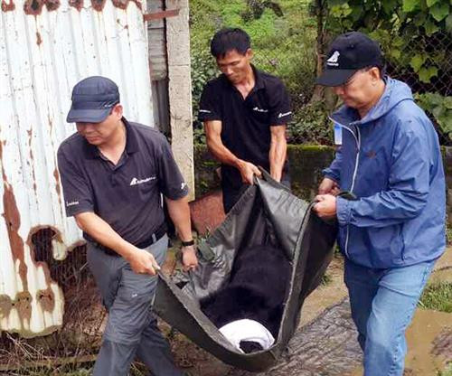 Gấu Rocky sẽ được vận chuyển về Trung tâm cứu hộ gấu Việt Nam Nguồn ảnh: Tổ chức động vật châu Á