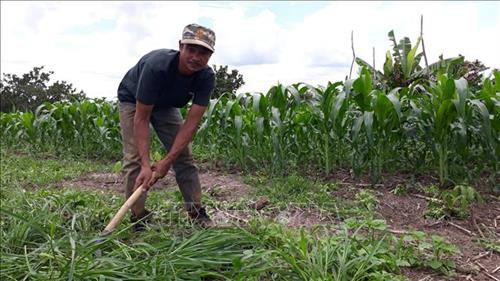 Anh Điểu Vong, một người dân ở Khu định canh, định cư Lộc Thành chăm sóc vườn ngô. Ảnh: K GỬIH –TTXVN Anh Điểu Vong, một người dân ở Khu định canh, định cư Lộc Thành chăm sóc vườn ngô. Ảnh: K GỬIH –TTXVN