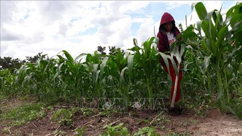 Chị Thị Hiền, một người dân ở Khu định canh, định cư Lộc Thành chăm sóc vườn ngô. Ảnh: K GỬIH –TTXVN Chị Thị Hiền, một người dân ở Khu định canh, định cư Lộc Thành chăm sóc vườn ngô. Ảnh: K GỬIH –TTXVN