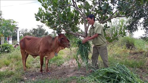 Ông Lâm Lân ở Khu định canh, định cư Lộc Thành chăm sóc bò. Ảnh: K GỬIH –TTXVN Ông Lâm Lân ở Khu định canh, định cư Lộc Thành chăm sóc bò. Ảnh: K GỬIH –TTXVN
