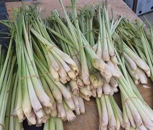 Cây sả