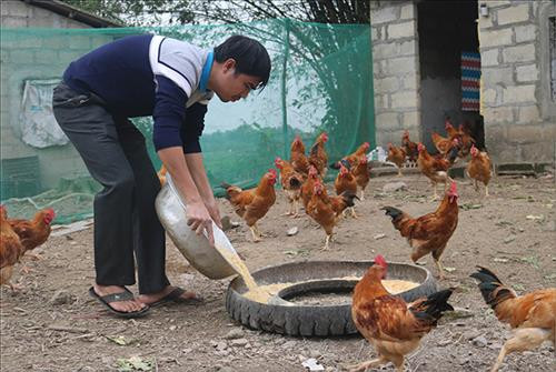 Gà được bổ sung các chế phẩm thảo dược trong quá trình nuôi. Ảnh :vietlinh.vn Gà được bổ sung các chế phẩm thảo dược trong quá trình nuôi. Ảnh :vietlinh.vn