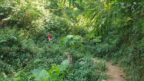 Con đường mòn lên đỉnh Pú Huốt nhỏ hẹp, cây cối bao phủ xung quanh. Ảnh: Phan Tuấn Anh - TTXVN Con đường mòn lên đỉnh Pú Huốt nhỏ hẹp, cây cối bao phủ xung quanh. Ảnh: Phan Tuấn Anh - TTXVN