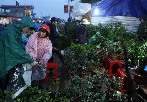 Du khách thập phương chọn mua các loại cây cảnh giống lấy lộc đầu năm. Ảnh: Quý Trung - TTXVN Du khách thập phương chọn mua các loại cây cảnh giống lấy lộc đầu năm. Ảnh: Quý Trung - TTXVN