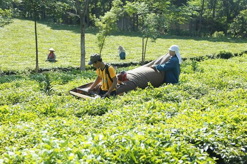 Bà con nông dân xã Hòa Thạch, huyện Quốc Oai, thành phố Hà Nội làm giàu từ nghề trồng chè.