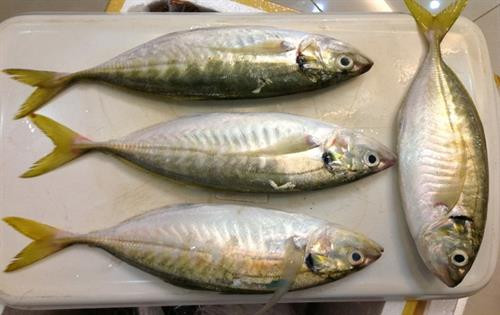 Khám phá về loài cá ngân có nhiều ở vịnh Bắc Bộ ảnh 1