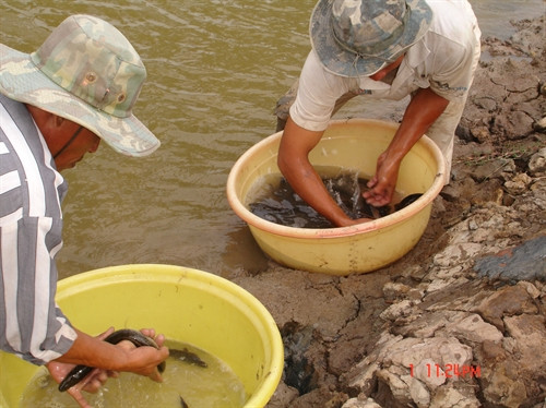Thả cá chình giống vào ao đất ở HTX Tân Tiến- xã Tân Thành-TP. Cà Mau