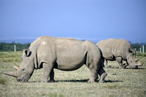 Hai cá thể tê giác trắng phương Bắc cuối cùng còn sống trên Trái đất được chăm sóc tại khu bảo tồn ở Kenya ngày 23/8/2019. Ảnh: AFP/TTXVN Hai cá thể tê giác trắng phương Bắc cuối cùng còn sống trên Trái đất được chăm sóc tại khu bảo tồn ở Kenya ngày 23/8/2019. Ảnh: AFP/TTXVN