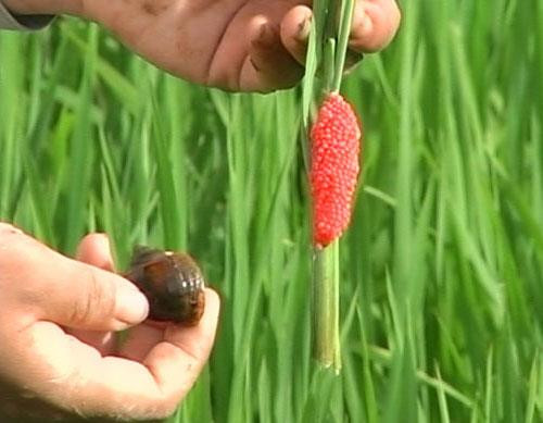 Ốc bươu vàng hại cây trồng. Ảnh: nuoitrong123.com Ốc bươu vàng hại cây trồng. Ảnh: nuoitrong123.com