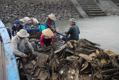 Vẻ đẹp thanh bình trên xã đảo Thạnh An ảnh 12