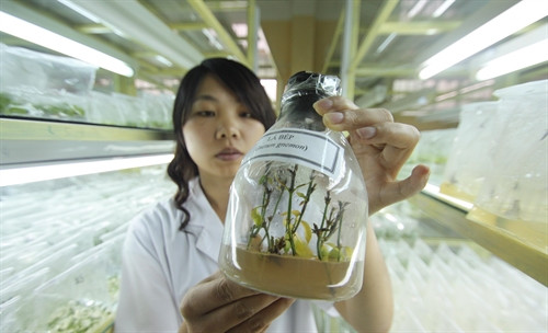 Lá Bép (một loại rau rừng đặc sản ở Lâm Đồng) cũng được nhân giống hàng loạt bằng kỹ thuật nuôi cấy mô