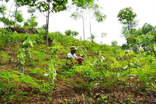 Được Nhà nước hỗ trợ, người dân Bảo Yên tích cực trồng quế xen canh với cây xoan và cây sắn, tạo nguồn thu nhập ổn định từ trồng rừng. Ảnh: nhandan.com.vn