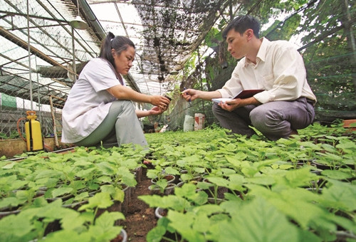 Thời gian qua, Lâm Đồng đã tổ chức thực hiện khoảng 40 đề tài nghiên cứu phục vụ nông nghiệp công nghệ cao