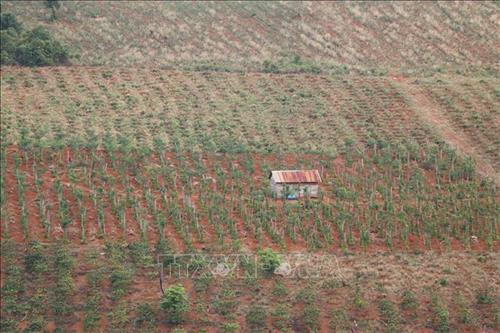 Người dân trồng các loại cây công nghiệp chủ yếu nhờ vào nước trời. Ảnh: Ngọc Minh – TTXVN Người dân trồng các loại cây công nghiệp chủ yếu nhờ vào nước trời. Ảnh: Ngọc Minh – TTXVN