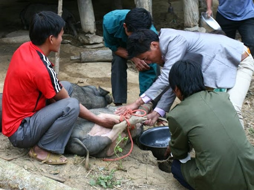 Trong ngày cưới đầu tiên, gia đình nhà gái sẽ mổ con lợn mà nhà trai mang sang để mời bà con đến ăn uống mừng cho đôi vợ chồng trẻ.