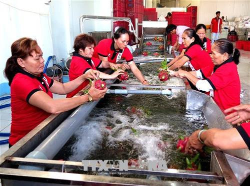Thanh long “đi” Mỹ phải theo quy trình khép kín. Ảnh :Phạm Hồng Nhung Thanh long “đi” Mỹ phải theo quy trình khép kín. Ảnh :Phạm Hồng Nhung