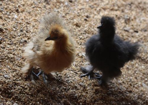 Cặp gà lông xù con 3 tuần tuổi. Ảnh:Thanh Tân- TTXVN