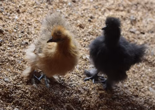 Cặp gà lông xù con 3 tuần tuổi. Ảnh:Thanh Tân- TTXVN