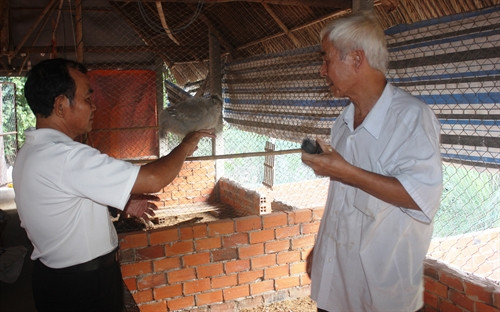 Ông Nguyễn Văn Đẹp (phải) giới thiệu giống gà lông xù với khách tham quan. Ảnh:Thanh Tân- TTXVN