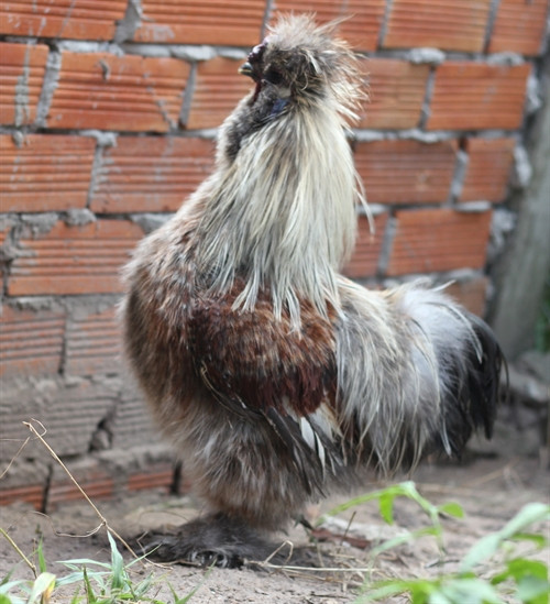 Cặp trống lông xù. Ảnh:Thanh Tân- TTXVN