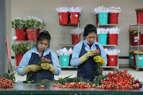 Đóng gói hoa xuất khẩu ở Lâm Đồng. Ảnh minh họa- TTXVN Đóng gói hoa xuất khẩu ở Lâm Đồng. Ảnh minh họa- TTXVN