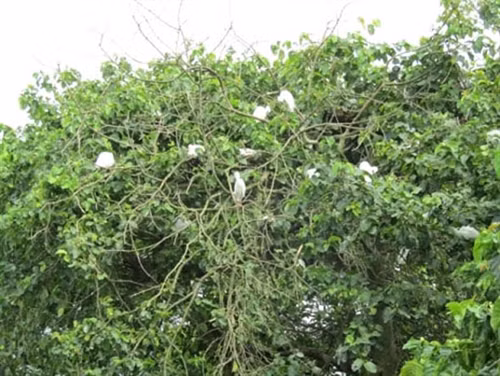 Cò đang đậu trên cành cây trong vườn cò Bằng Lăng...