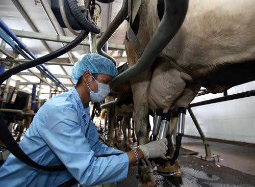 Ngành chăn nuôi Hà Nội tiếp tục chuyển dịch đúng hướng từ nhỏ lẻ, phân tán sang phát triển chăn nuôi tập trung và trang trại. Hà Nội sẽ tiếp tục đầu tư để nâng cao chất lượng kiểm soát giết mổ gia cầm, gia súc trên địa bàn Thủ đô. Là địa phương có điều kiện thổ nhưỡng thuận lợi để phát triển ngành chăn nuôi gia súc lớn, trong đó có bò sữa, những năm qua, tổng đàn bò sữa của huyện Ba Vì (Hà Nội) liên tục tăng, từ đó, giúp nhiều hộ thoát nghèo và vươn lên khá giàu trên chính mảnh đất quê hương. Hội thi bò xã Minh Châu, huyện Ba Vì (Hà Nội) góp phần quảng bá, giới thiệu thành quả ngành chăn nuôi bò của Thủ đô trong những năm vừa qua.