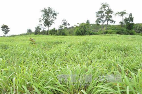 Diện tích đất sỏi đá ở xã Ea Tir (Đăk Lắk) được người dân chuyển đổi sang trồng sả là hướng đi mới giúp bà con thoát nghèo. Ảnh: Nguyễn Tuấn Anh – TTXVN Diện tích đất sỏi đá ở xã Ea Tir (Đăk Lắk) được người dân chuyển đổi sang trồng sả là hướng đi mới giúp bà con thoát nghèo. Ảnh: Nguyễn Tuấn Anh – TTXVN