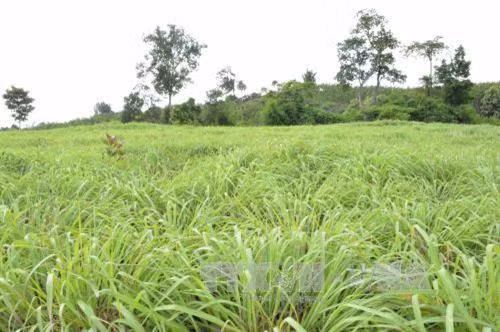 Diện tích đất sỏi đá ở xã Ea Tir (Đăk Lắk) được người dân chuyển đổi sang trồng sả là hướng đi mới giúp bà con thoát nghèo. Ảnh: Nguyễn Tuấn Anh – TTXVN