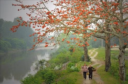 Hoa gạo đơm bông đỏ rực tại huyện Yên Mô (Ninh Bình) Ảnh: Minh Đức - TTXVN