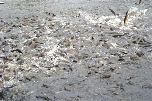 Đồng bào Khmer ở xã Hàm Giang, huyện Trà Cú chuyển diện tích trồng mía tập trung, kém hiệu quả kinh tế sang đào ao nuôi cá lóc (cá quả).