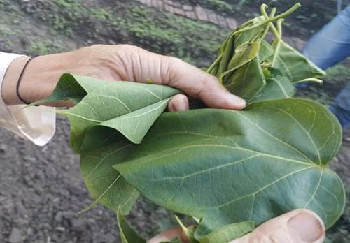 Lá ngón ăn được tròn, ngắn hơn lá ngón độc và to như bàn tay.