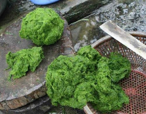 Rêu sau khi được lấy từ suối lên Rêu sau khi được lấy từ suối lên