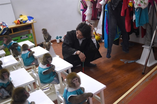 Các chú khỉ trong lớp học ở vườn thú đang trật tự nghe cô giáo giảng bài. AFP/TTXVN