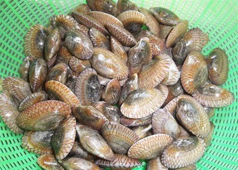 Chem chép biển - đặc sản Quảng Bình ảnh 2