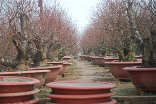 Làng đào Nhật Tân nhộn nhịp trước Tết ảnh 9